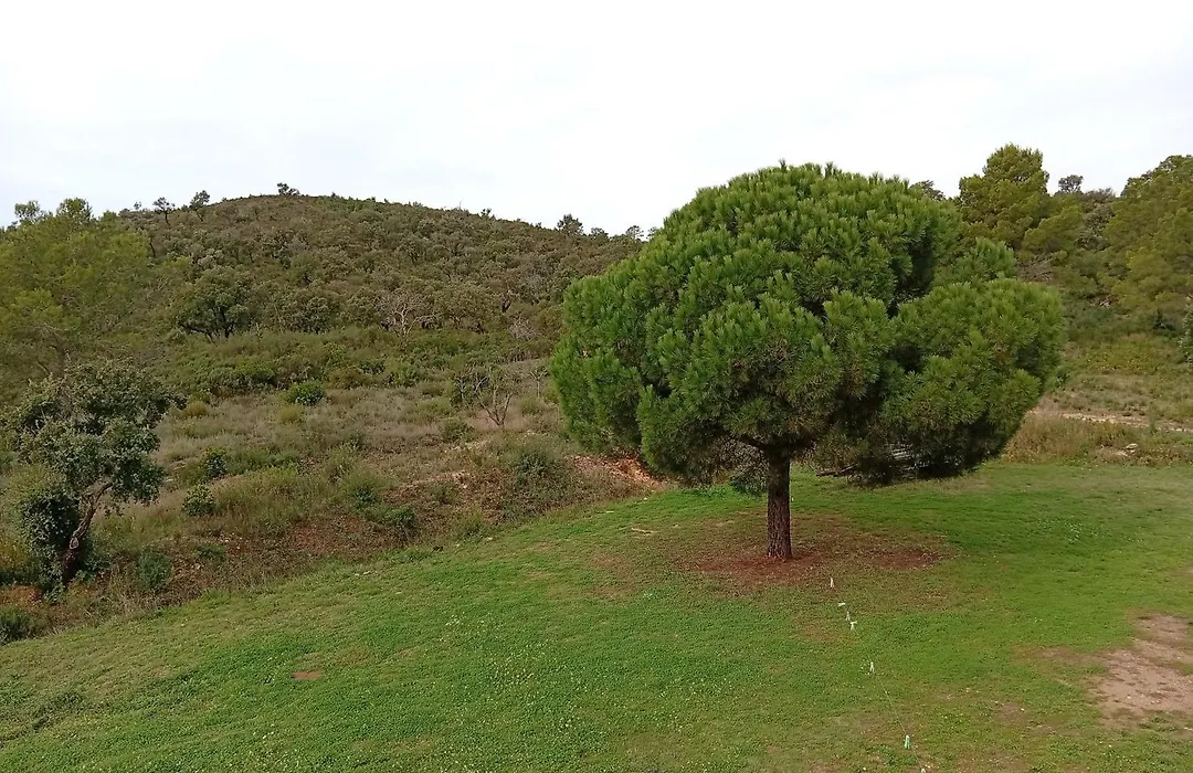 Le Pin d'Alep-1