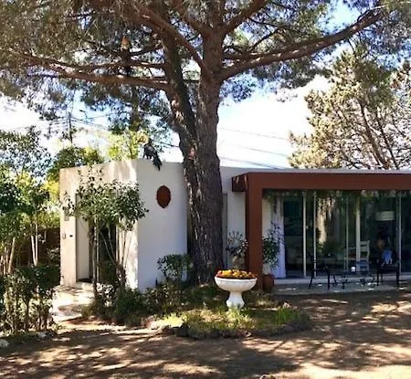 La cactée singulière-2