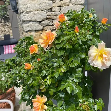 La Borie en Provence-2