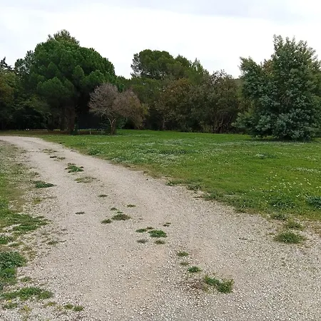 Le Pin d'Alep-2
