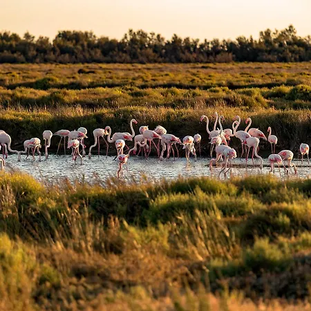 Camargue